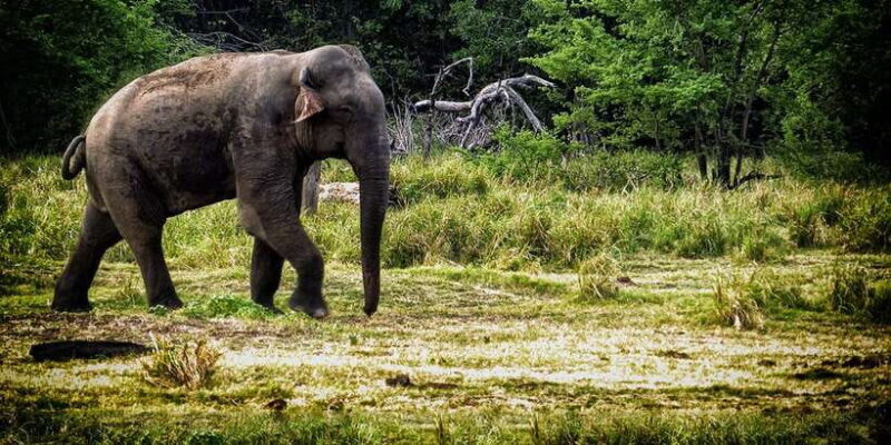 From Ella: All Inclusive Udawalawe National Park Safari - Final Thoughts