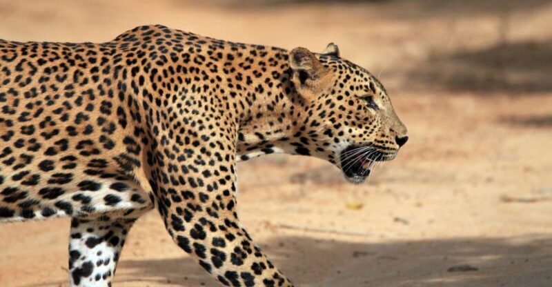 From Ella: Drop to Tangalle/Hiriketiya/Mirissa & Yala Safari - Why This Tour Works Well