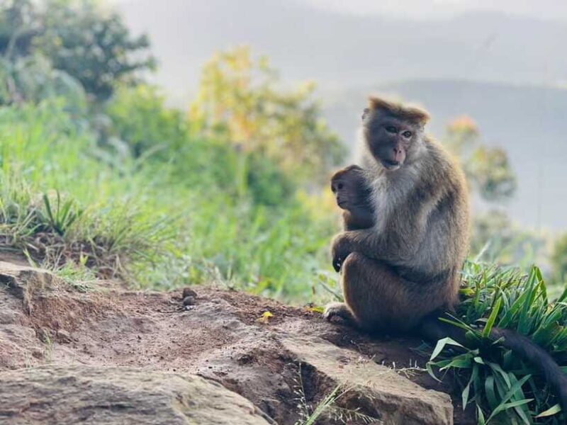 From Ella: Lipton Seat & Dambatenne Tea Factory Day Tour - A Closer Look at the Tour Experience