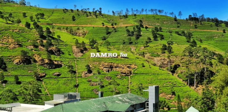 From Ella: Nuwara Eliya Tea Factory and Plantation Tour - The Sum Up