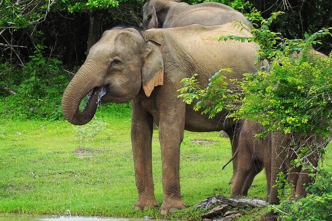 From Ella: Private Yala Safari & Transfer/Tangalle/Mirissa/Galla - Detailed Breakdown of the Safari Experience