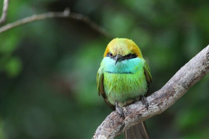 From Ella: Private Yala Safari & Transfer/Tangalle/Mirissa/Galla - The Sum Up: Is This Safari Right for You?