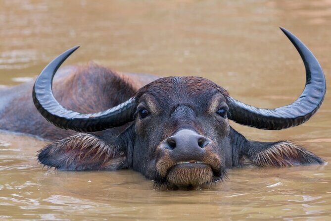 From Ella: Private Yala Safari & Transfer/Tangalle/Mirissa/Galla - FAQ