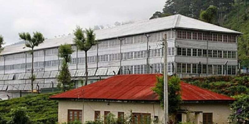 From Ella: Tuk-Tuk Tea Adventure: Lipton's Seat Excursion! - A Detailed Look at the Lipton’s Seat Tuk-Tuk Tour