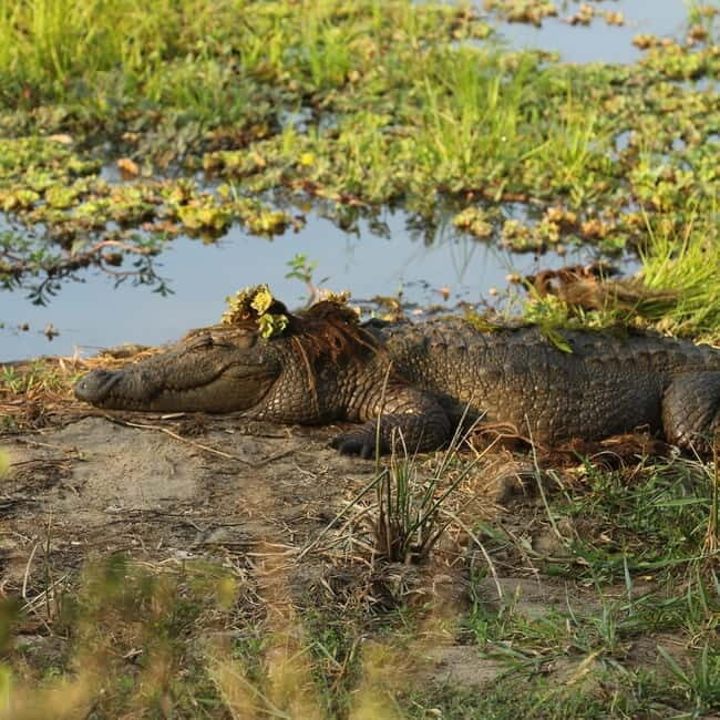 From Ella: Udawalawa Safari Drop: Galle / Mirissa / Tangalle - Key Points