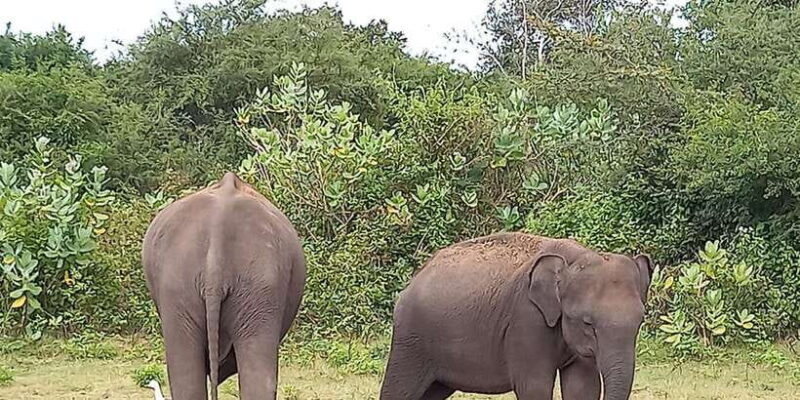 From Ella: Udawalawe National Park Safari Tour - Key Points