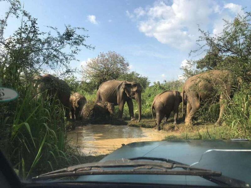 From Ella: Udawalawe National Park Safari with Elephant - Who Should Consider This Tour?