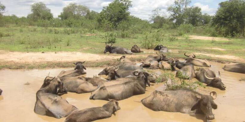 From Ella: Udawalawe Safari with Elephant Transit Home - Exploring the Udawalawe Safari from Ella: A Practical Guide