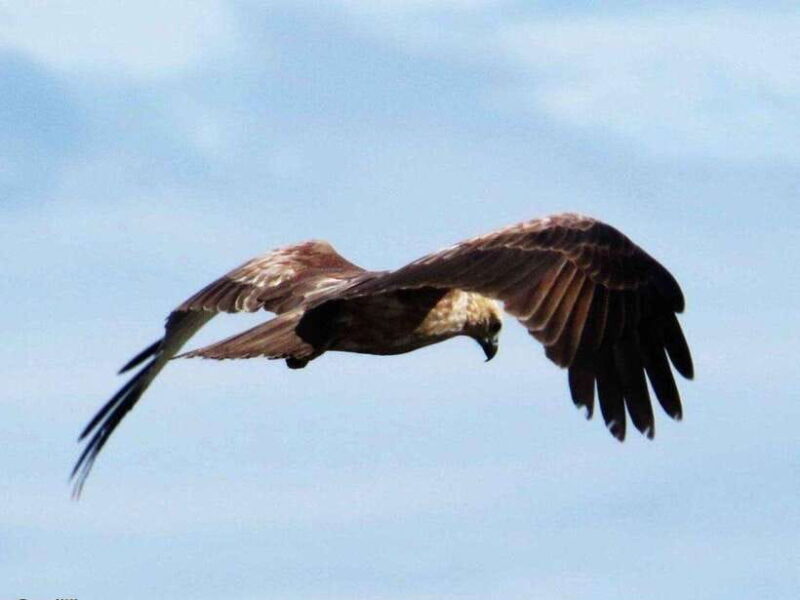 From Ella: Udawalawe & Yala National Parks 2-Day Tour - Who Should Consider This Tour?