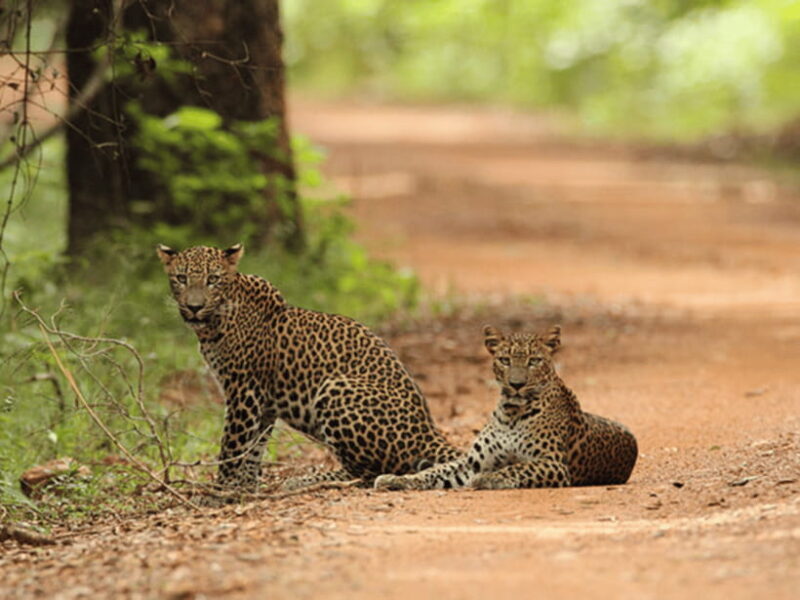 From Ella: Udawalawe & Yala National Parks 2-Day Tour - FAQs
