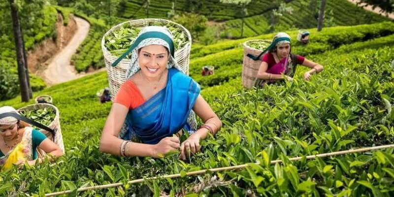 From Ella : Unforgettable Day trip to Experience Ella Peaks - Final Thoughts