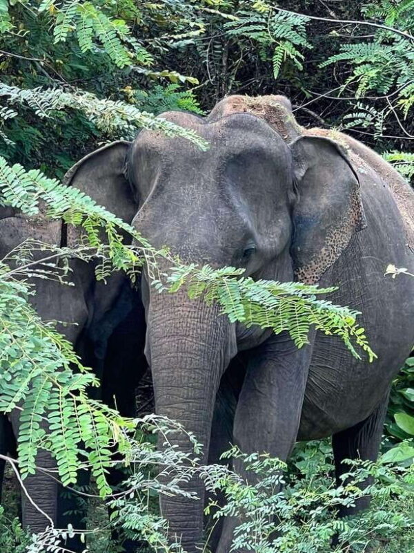 From Ella - Yala National Park Leopard Safari Tour - The Return Journey and Post-Safari Relaxation