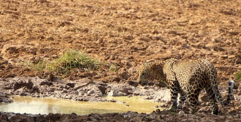 From Ella - Yala National Park Leopard Safari Tour - Who Should Consider This Tour?