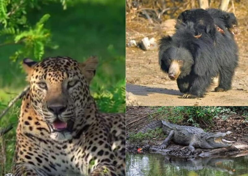 From Ella: Yala National Park safari & drop to Ella again - The Sum Up