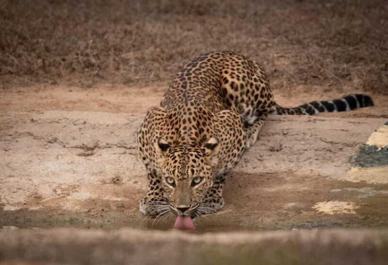 From Ella: Yala Safari & Drop at : Arugambay - Who Should Consider This Tour?