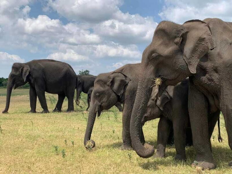 From Ella: Yala Safari & Drop at : Arugambay - Final Recommendations