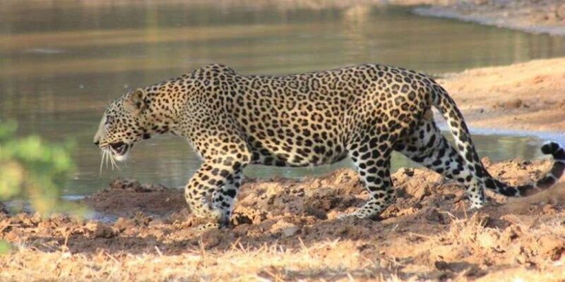 From: Ella - YALA Safari - Drop off: Arugam Bay / Arugambay - Key Points