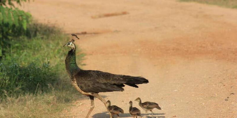 From: Ella - YALA Safari - Drop off: Arugam Bay / Arugambay - In-Depth Review of the YALA Safari Tour from Ella