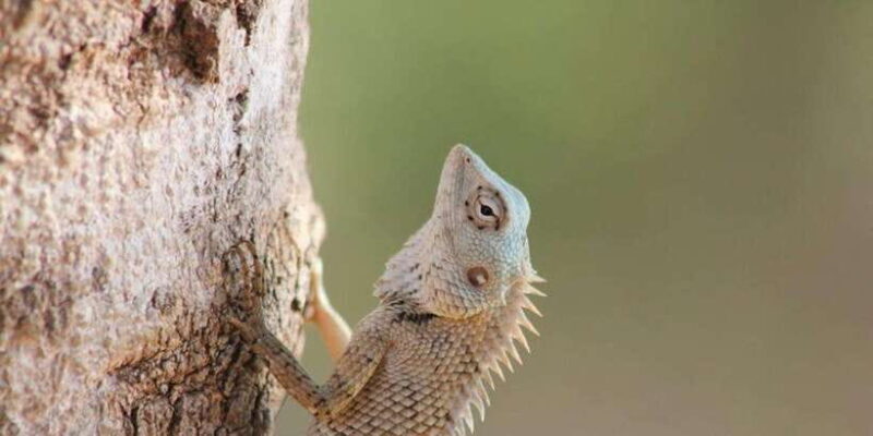 From: Ella - YALA Safari - Drop off: Arugam Bay / Arugambay - FAQ