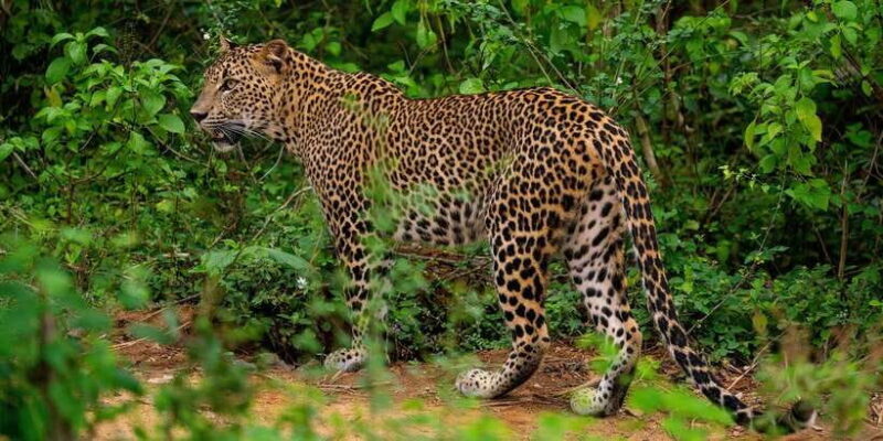 From Ella - Yala Safari - Drop-off : Galle/Mirissa/Hikkaduwa - The Experience in Detail