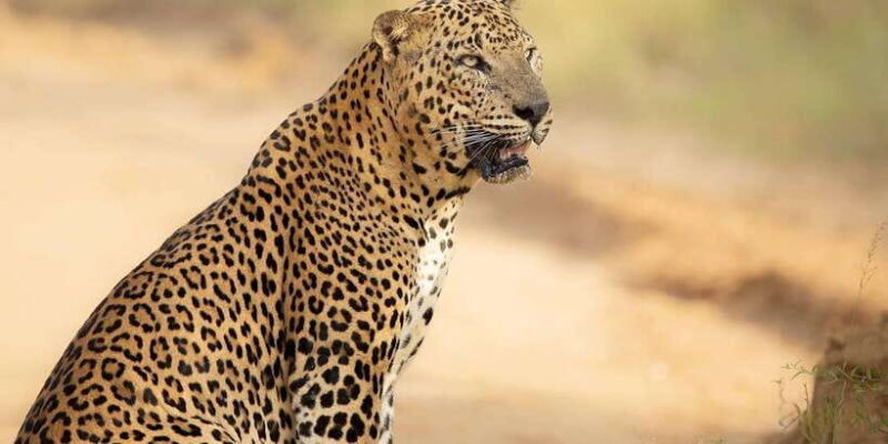 From Ella - Yala Safari - Drop-off : Galle/Mirissa/Hikkaduwa - What Do the Reviews Say?