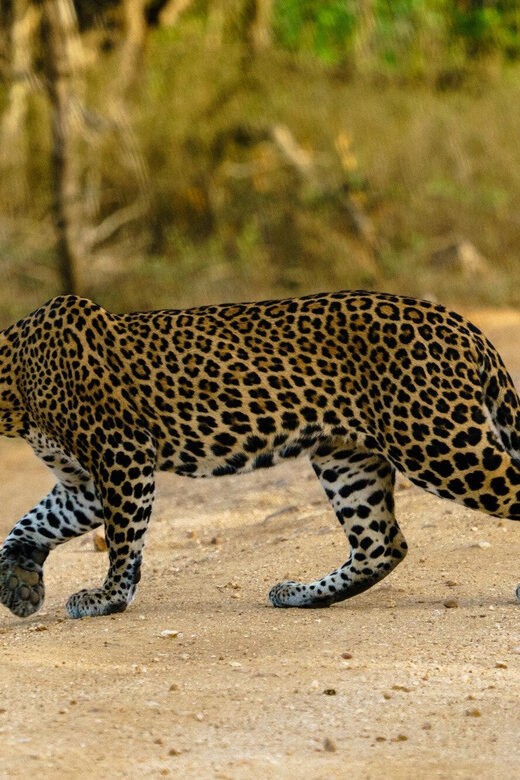 From Ella - Yala Safari - Drop-off : Galle/Mirissa/Hikkaduwa - Practical Tips for Making the Most of Your Safari