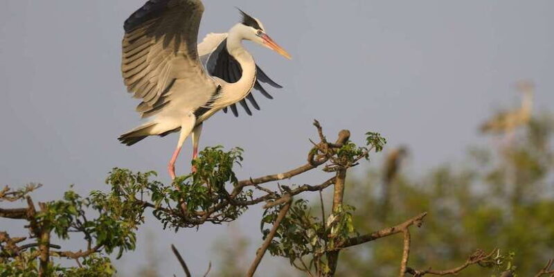 From Ella - Yala Safari - Drop-off : Galle/Mirissa/Hikkaduwa - Who Should Consider This Safari?