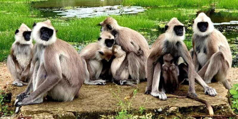 From Ella - Yala Safari - Drop-off : Galle/Mirissa/Hikkaduwa - FAQ