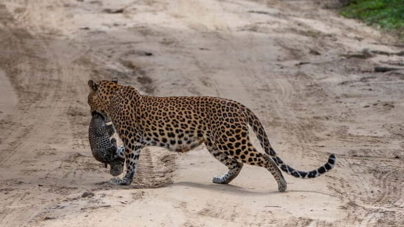 From Ella: Yala Safari & Transfer to Tangalle/Mirissa/Galle - Final Thoughts