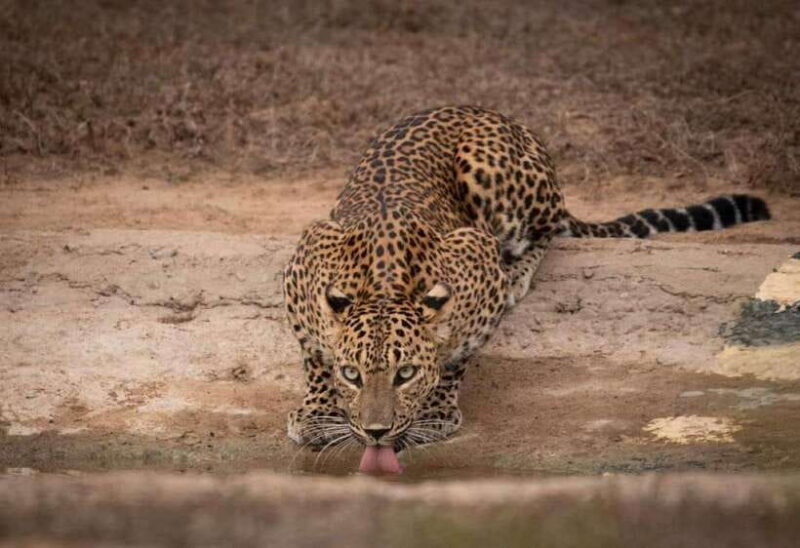 From Ella: Yala Safari with Tangalle/Mirissa/Galle Drop-off - An In-Depth Look at the Ella to Yala Safari Tour