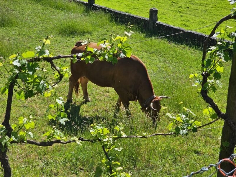 From Fafe: Full-day Tour in Gerês National Park - The Value and Who Will Enjoy This Tour