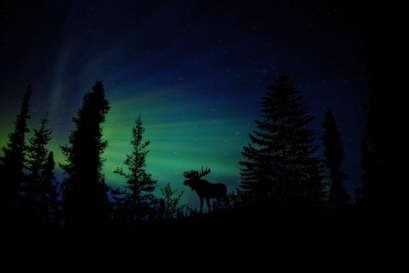 From Fairbanks: Northern Lights and Arctic Circle Tour - Who Should Consider This Tour?