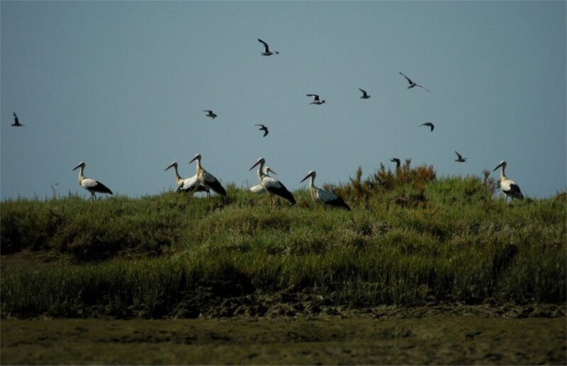 From Faro: 2-Hour Guided Bird Watching Boat Trip - From Faro: 2-Hour Guided Bird Watching Boat Trip — An In-Depth Review