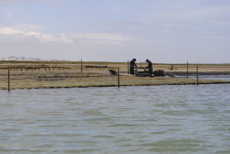 From Faro: 2-Hour Guided Bird Watching Boat Trip - Why This Experience Offers Good Value