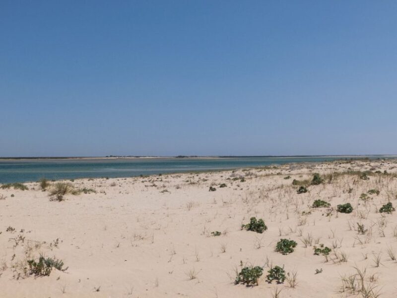 From Faro: 2-Hour Guided Bird Watching Boat Trip - Final Thoughts — Who Will Most Appreciate This Tour?