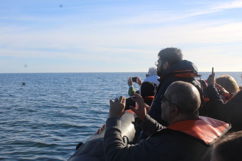 From Faro: Dolphin Watching & 2 Islands Tour - From Faro: Dolphin Watching & 2 Islands Tour — An Authentic Algarve Coastal Experience