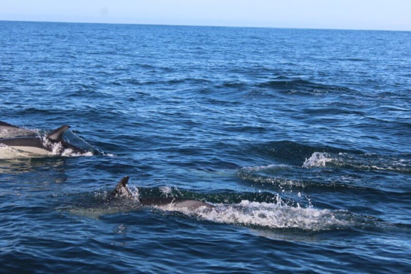 From Faro: Dolphin Watching & 2 Islands Tour - What This Tour Means for You