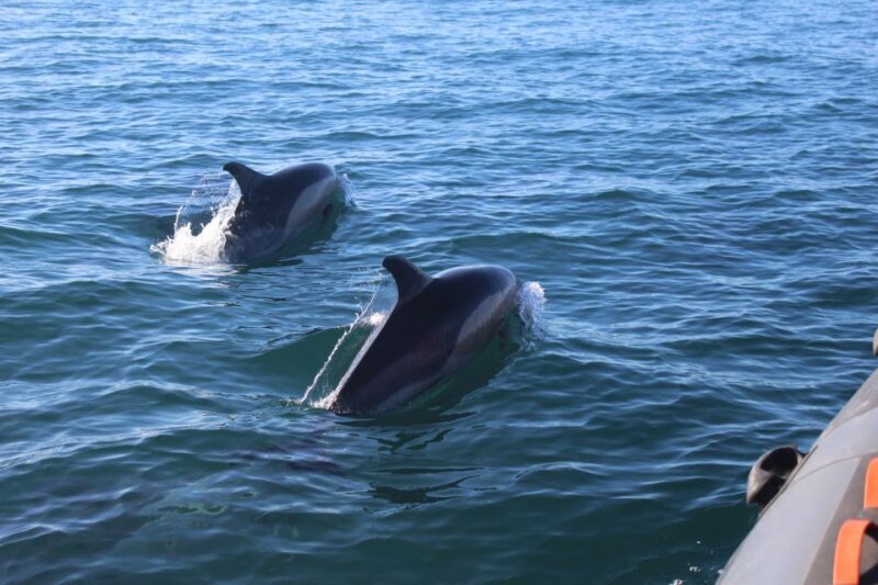 From Faro: Dolphin Watching & 2 Islands Tour - Final Thoughts