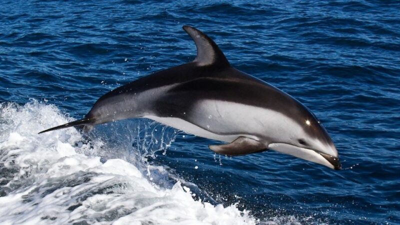 From Faro: Dolphin Watching & 2 Islands Tour - FAQs