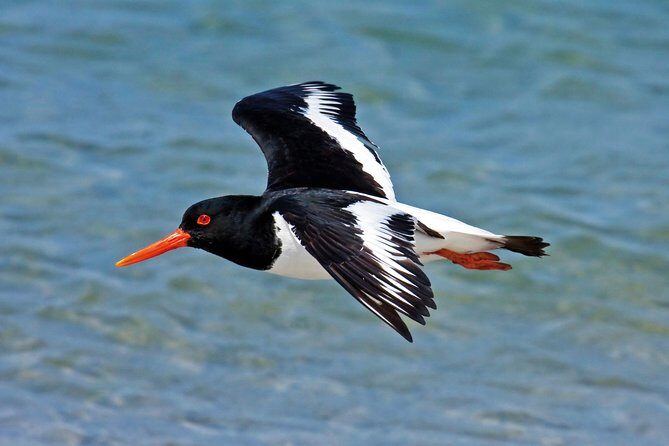 From Faro: Ria Formosa Eco Tour guided by Marine Biologist - The Journey Through Ria Formosa: A Detailed Look