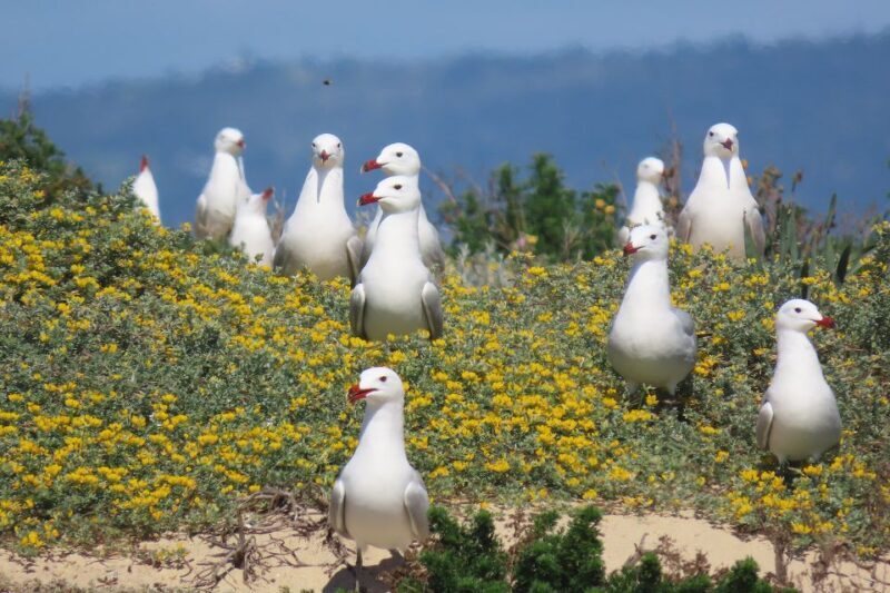 From Faro: Ria Formosa Eco Tour guided by Marine Biologist - Key Points