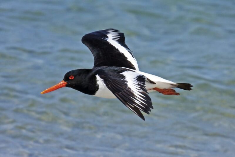 From Faro: Ria Formosa Eco Tour guided by Marine Biologist - The Sum Up