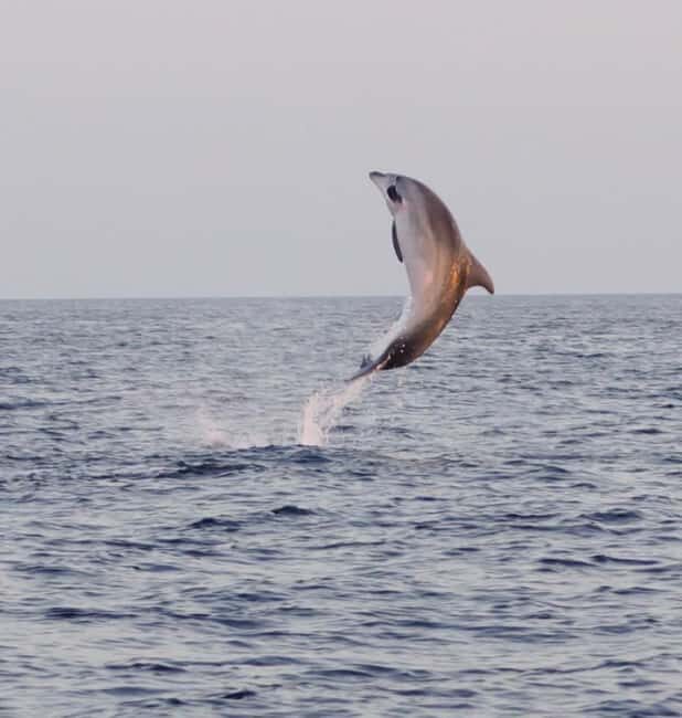 From Fazana: Dolphin watching and snorkeling in Blue Cave - Authentic Experiences and What Travelers Say