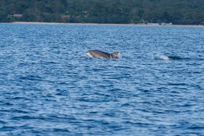 From Fazana: Dolphin watching and snorkeling in Blue Cave - Who Should Consider This Tour?