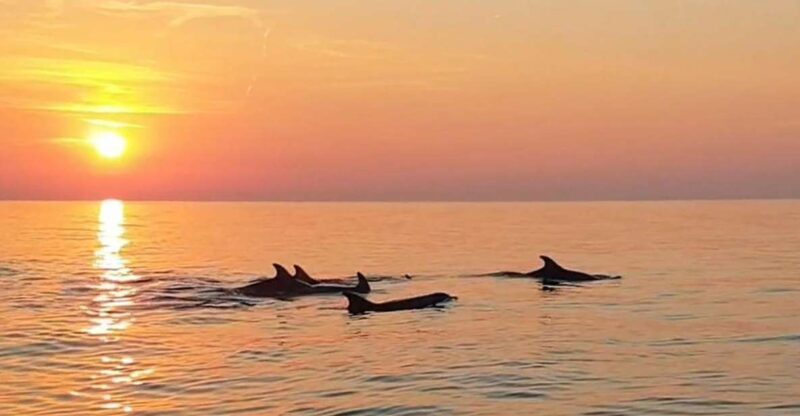 From Fazana: Private Dolphin search & Sunset cruise - Key Points