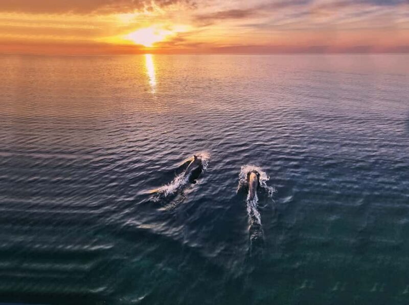 From Fazana: Private Dolphin search & Sunset cruise - Introduction
