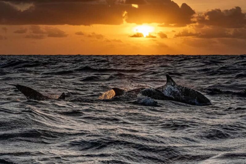 From Fazana: Private Dolphin search & Sunset cruise - The Wildlife Experience