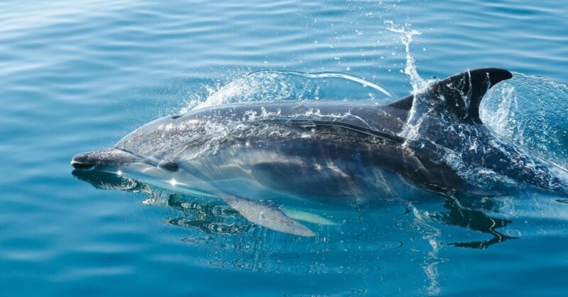 From Fazana: Private Dolphin search & Sunset cruise - The Scenic Highlights