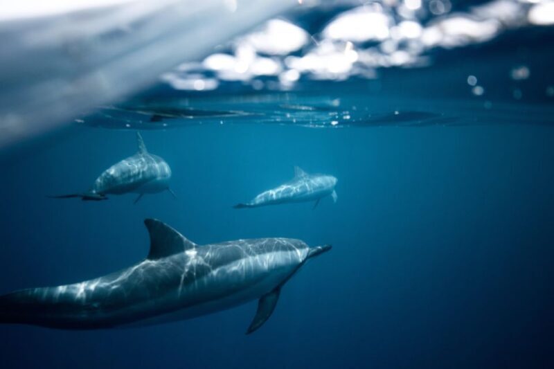 From Fazana: Private Dolphin search & Sunset cruise - Price and Value