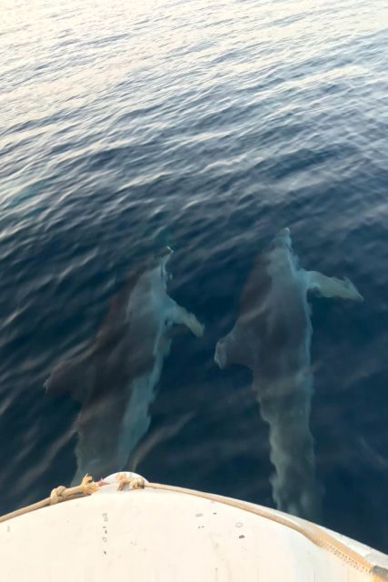 From Fazana: Private sunset dolphin tour - Key Points